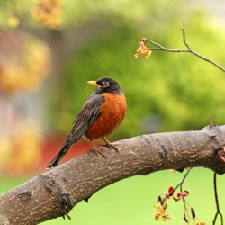 Spring American Robin